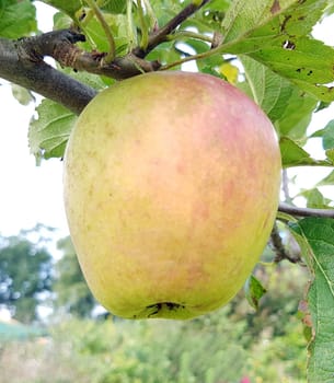 Adersleber Calvill, Apfel, Malus, domestica, Alte Apfelsorte