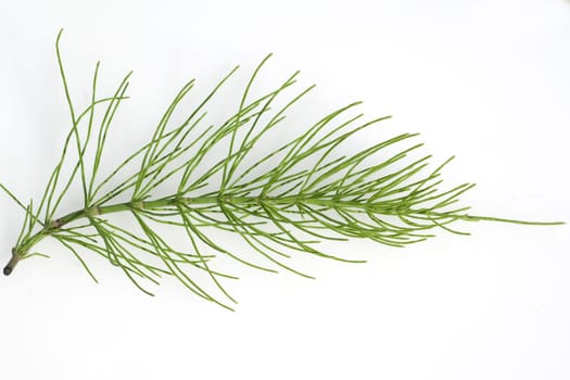 Ackerschachtelhalm  Equisetum arvense