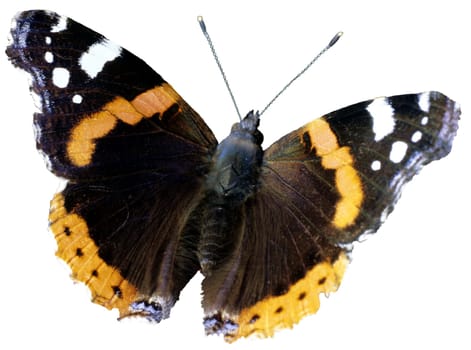 Admiral, Vanessa atalanta, Schmetterling, Falter, Insekt.