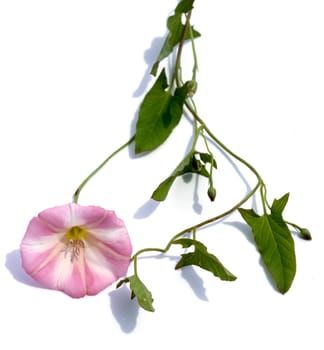 Ackerwinde  Convolvulus arvensis