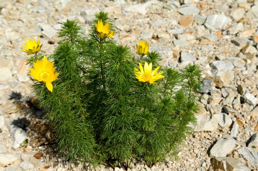 Adonis  Vernalis