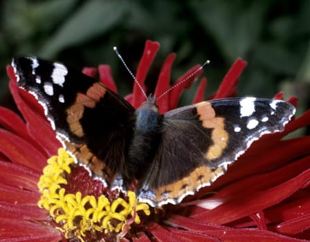 Admiral, Vanessa atalanta, Schmetterling, Falter, Insekt