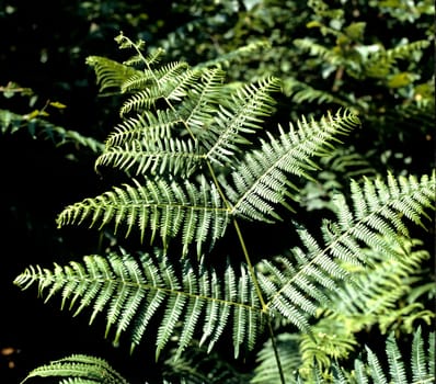 Adlerfarn, Pteridium aquilinum