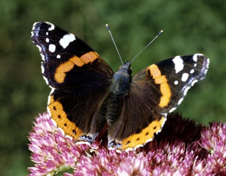 Admiral, Vanessa atalanta, Schmetterling, Falter, Insekt.