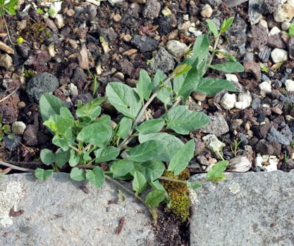 Ackerwinde  Convolvulus, arvensis  Keimling, Sproessling, Sprosse, Jungpflanze