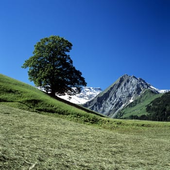Berglandschaft, Adelboden, Landschaft
