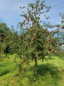 Adams Parmaene, Apfel, Malus, domestica