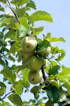 Apfel  Malus domestica