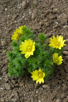 Adonisroeschen, Adonis Vernalis