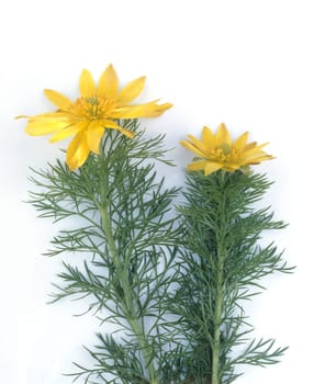 Fruehlings-Adonisroeschen, Adonis, Vernalis