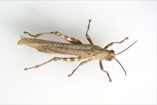 Aegyptische, Wanderheuschrecke, Anacridium