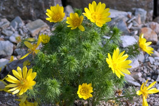 Fruehlings-Adonisroeschen, Adonisroeschen, Adonis, Vernalis