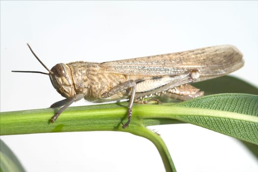 Aegyptische, Wanderheuschrecke, Anacridium