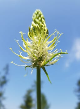Aehrige Teufelskralle ist eine wild wachsende Blume mit weissen Blueten. spiked Devil's Claw is a wild flower with white flowers.