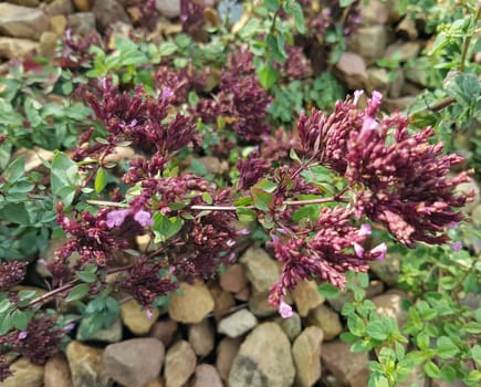 Aehrenoregano, Oreganum, Oregano, Tuerkischer, Kraeuter, Heilpflanze