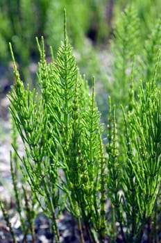 Ackerschachtelhalm  Equisetum arvense