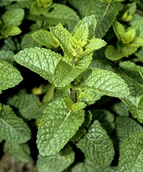 Aehrenminze, Mentha spicata, Heilpflanzen