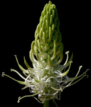 Aehrige, Teufelskralle, Aehrige Rapunzel, Phyteuma, spicatum