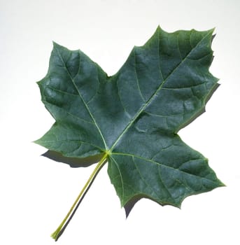 Ahornblatt