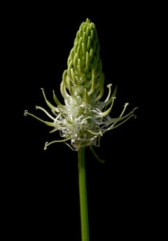 Aehrige, Teufelskralle, Aehrige Rapunzel, Phyteuma, spicatum