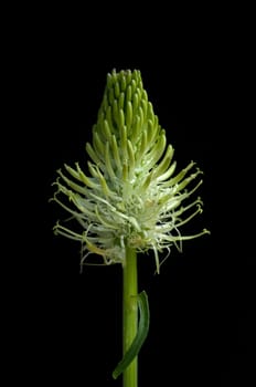 Aehrige Teufelskralle  Phyteuma spicatum