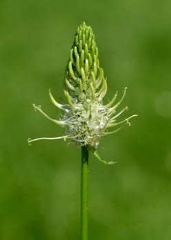 Aehrige, Teufelskralle, Aehrige Rapunzel, Phyteuma, spicatum