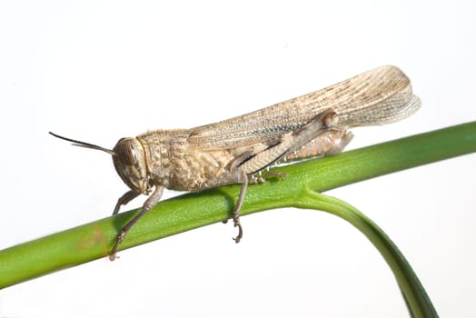 Aegyptische, Wanderheuschrecke, Anacridium