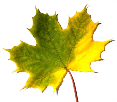 Ahornblatt, Herbstfaerbung