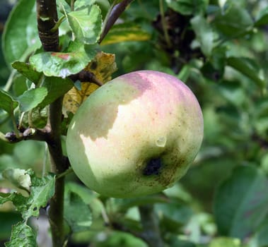 Adersleber Calvill, Apfel, Malus, domestica, Alte Apfelsorte