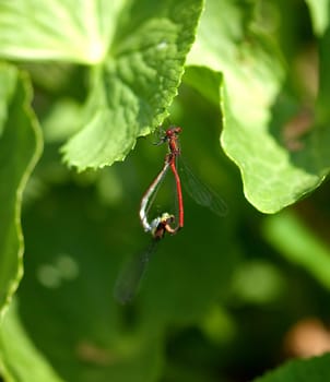 Adonislibelle, Pyrrhosoma nymphula