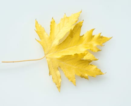Ahornblatt, Herbst