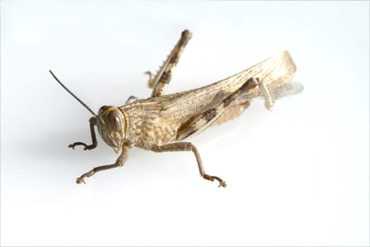 Aegyptische, Wanderheuschrecke, Anacridium