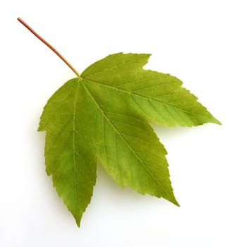 Bergahorn, Acer, pseudoplatanus