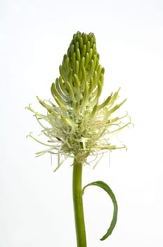 Aehrige Teufelskralle  Phyteuma spicatum