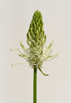 Aehrige, Teufelskralle, Aehrige Rapunzel, Phyteuma, spicatum