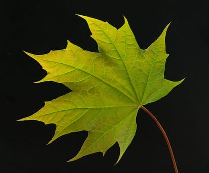Ahornblatt, Acer
