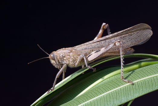 Aegyptische, Wanderheuschrecke, Anacridium