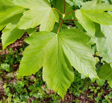 Bergahorn, Acer, pseudoplatanus