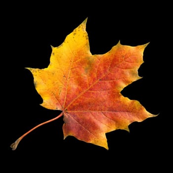 Ahornblatt  Ahornbaum  Herbstblaetter