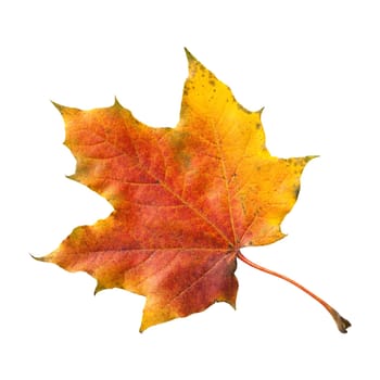 Ahornblatt, Ahornbaum, Herbstblaetter