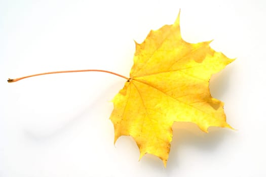 Ahornblatt im herbst