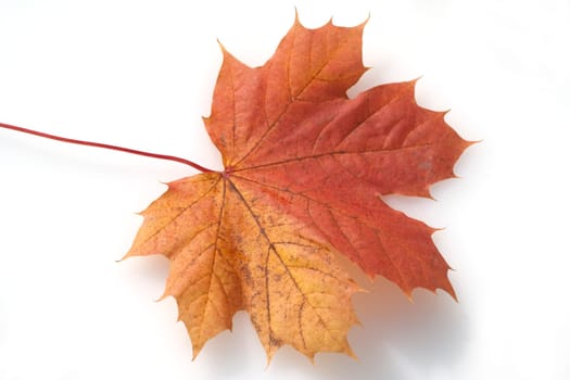 Ahornblatt im herbst