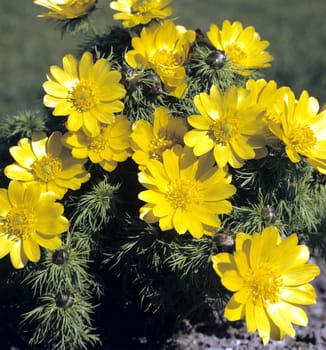 Fruehlings-Adonisroeschen, Adonis, Vernalis