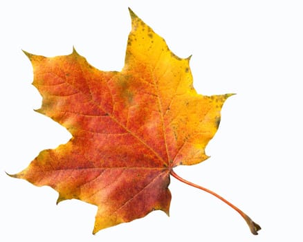 Ahornblatt, Ahornbaum, Herbstblaetter