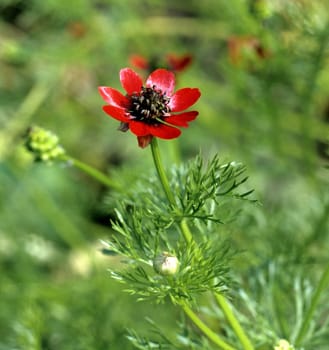Sommeradonis, Adonis aestivalis, Adonisroeschen, Heilpflanzen