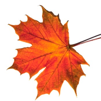 Ahornblatt, Herbstfaerbung