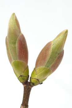 Ahornknospe, Acer