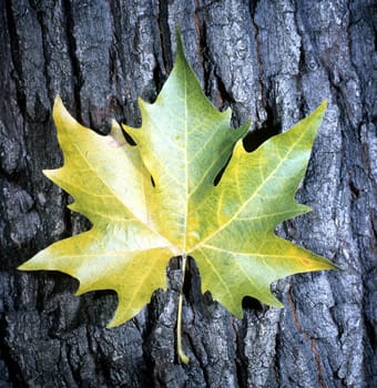Ahornblatt, Acer