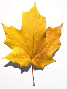 Ahornblatt, Acer saccharum, Herbstfaerbung