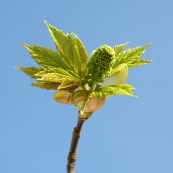Ahornknospe, Acer